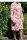 Sommer-Kleid midi langarm Viskose ecru-rot-floral Größe 38 NEU HB57